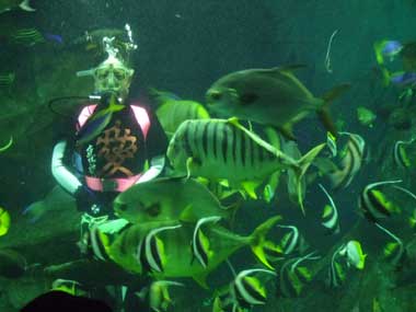 上越市水族博物館のダイバー