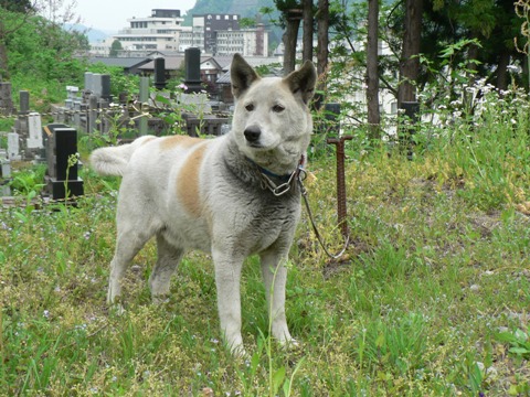 魚沼動物保護管理センター迷い犬2009/5/12-1