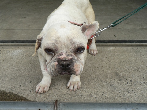 魚沼動物保護管理センター迷い犬2009/5/12-2