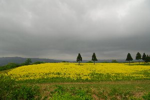 山本山の菜の花2009.5/8