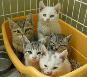 中越動物保護管理センター2009/5/15-1
