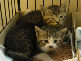 中越動物保護管理センター2009/5/15-2