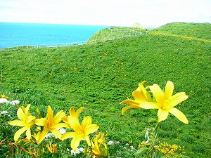 大野亀のカンゾウ2009/6/1