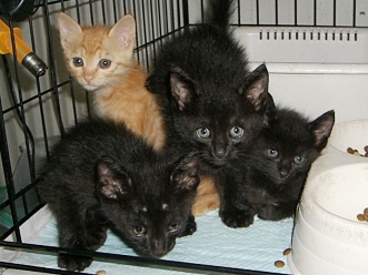 下越動物保護管理センター-2009/8/11-1