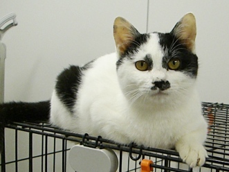 下越動物保護管理センター-2009/12/27-2