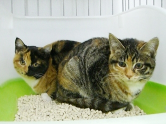 下越動物保護管理センター-2009/12/27-1